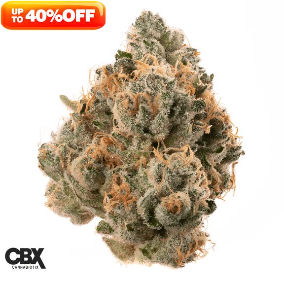 CANNABIOTIX - Casino Kush Flower 3.5g