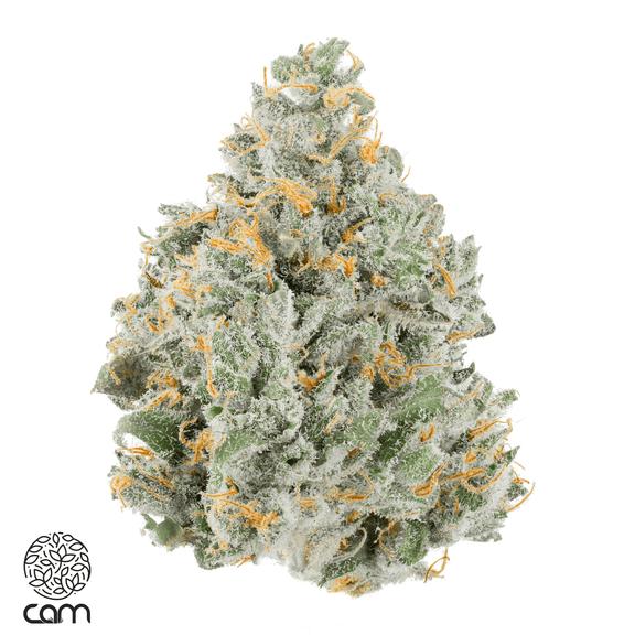 CAM - Marmalade Flower 3.5g
