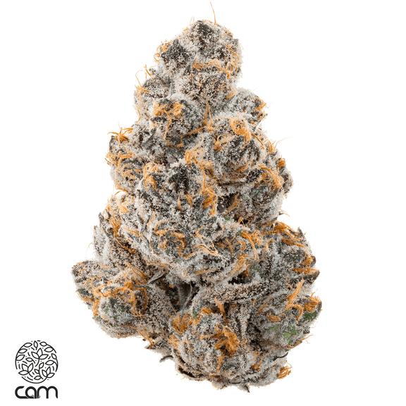 CAM - Lady Pink Flower 3.5g
