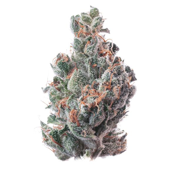 TEAM ELITE - White Bronco Flower 3.5g