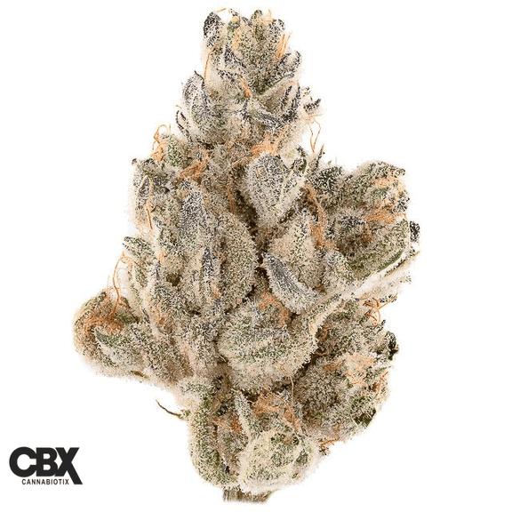 CANNABIOTIX - Gluetopia Flower 3.5g