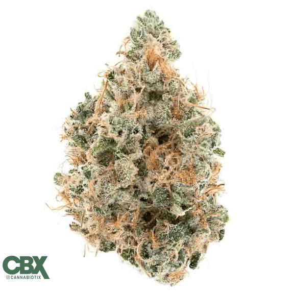 CANNABIOTIX - Tropical Lemonade Flower 3.5g