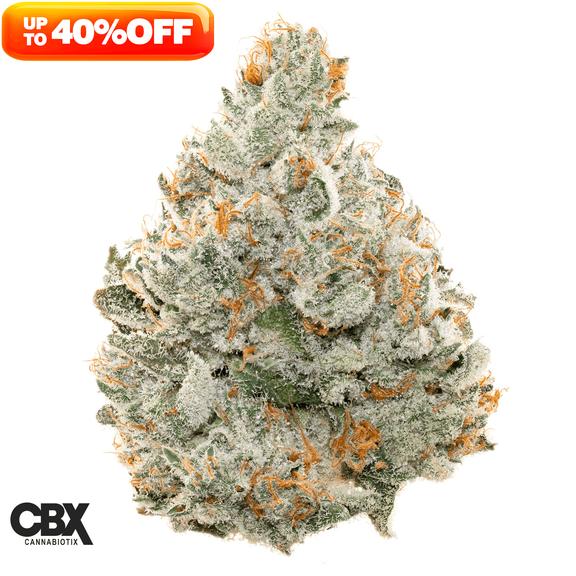 CANNABIOTIX - Cereal Milk Flower 3.5g