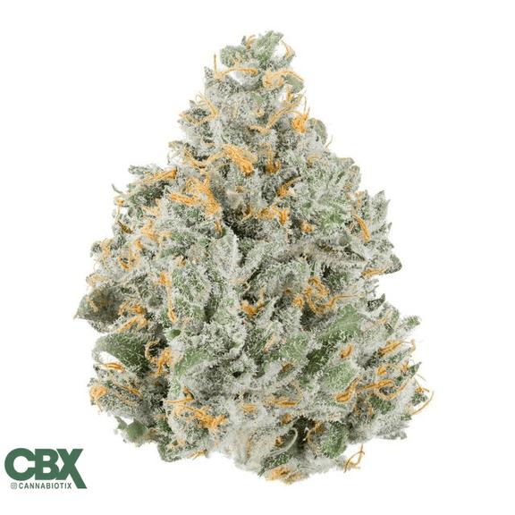 CANNABIOTIX - Strawberry Lemonade Flower 3.5g