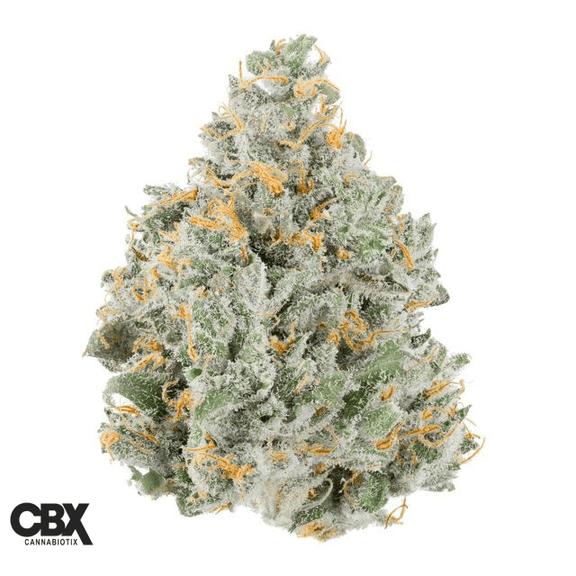 CANNABIOTIX - Strawberry Lemonade Flower 3.5g
