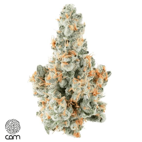 CAM - Kush Mints Flower 3.5g