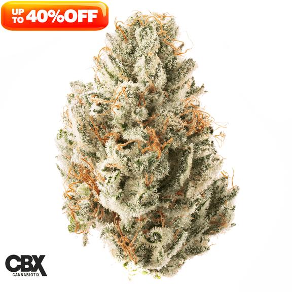 CANNABIOTIX - Supreme Cream Flower 3.5g