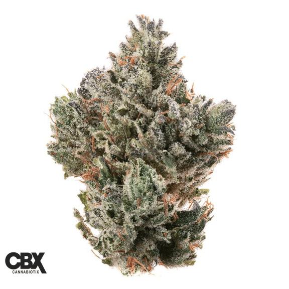 CANNABIOTIX - 98 Octane Flower 3.5g