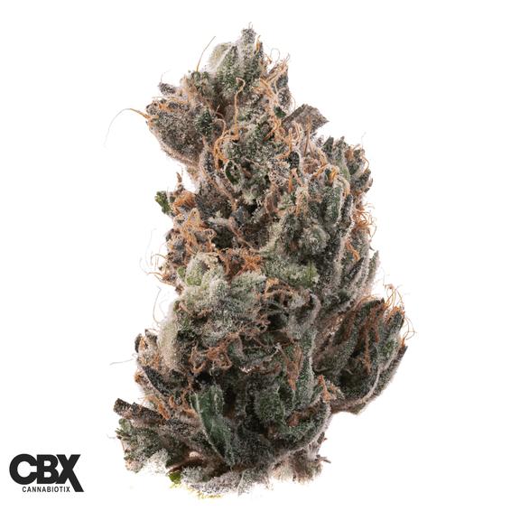 CANNABIOTIX - Glue Flame Flower 3.5g