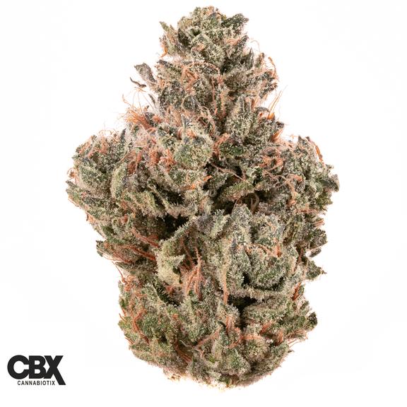 CANNABIOTIX - Jet Lag OG Flower 3.5g